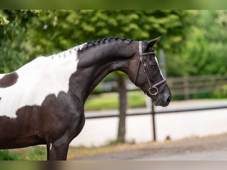 Trakehner Caballo castrado 6 años  in GROTE-BROGEL