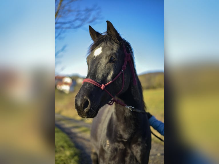 Trakehner Caballo castrado 7 años 157 cm Negro in Tann Rh&#xF6;n