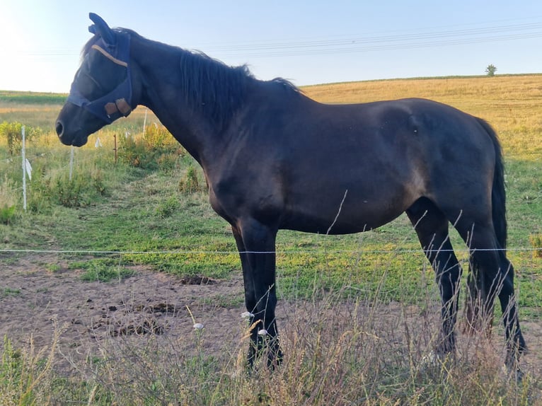 Trakehner Caballo castrado 7 años 157 cm Negro in Tann Rh&#xF6;n