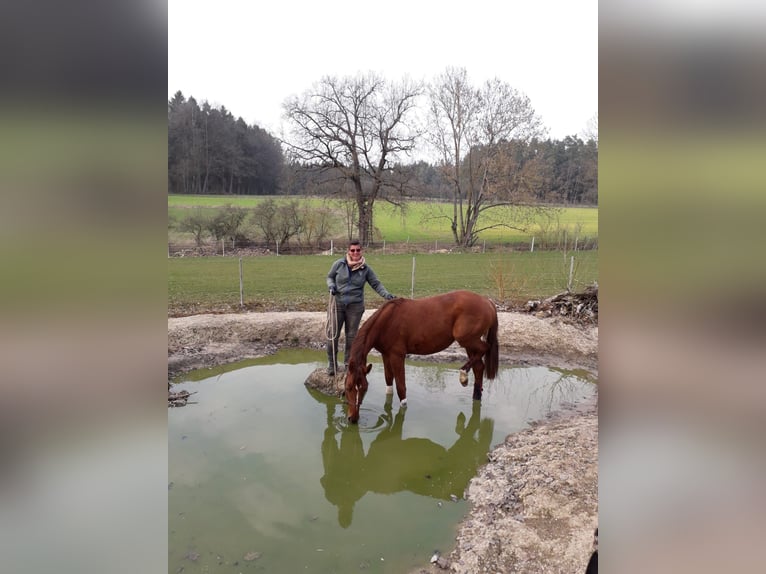 Trakehner Caballo castrado 7 años 161 cm Alazán in Weißenhorn