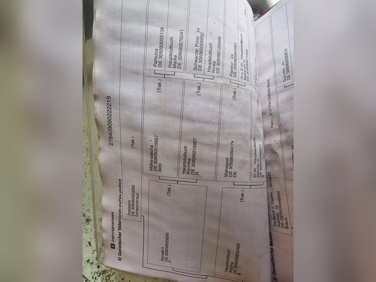 Trakehner Caballo castrado 7 años 163 cm  in Ottenhofen