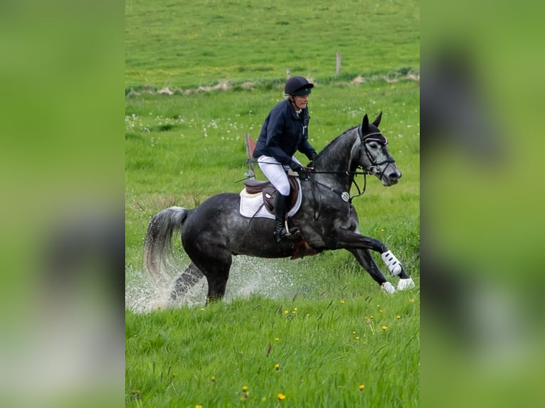 Trakehner Caballo castrado 7 años 164 cm Tordo in Heidekrug