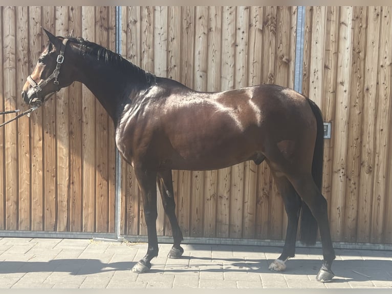 Trakehner Caballo castrado 7 años 165 cm Castaño oscuro in Neitersen