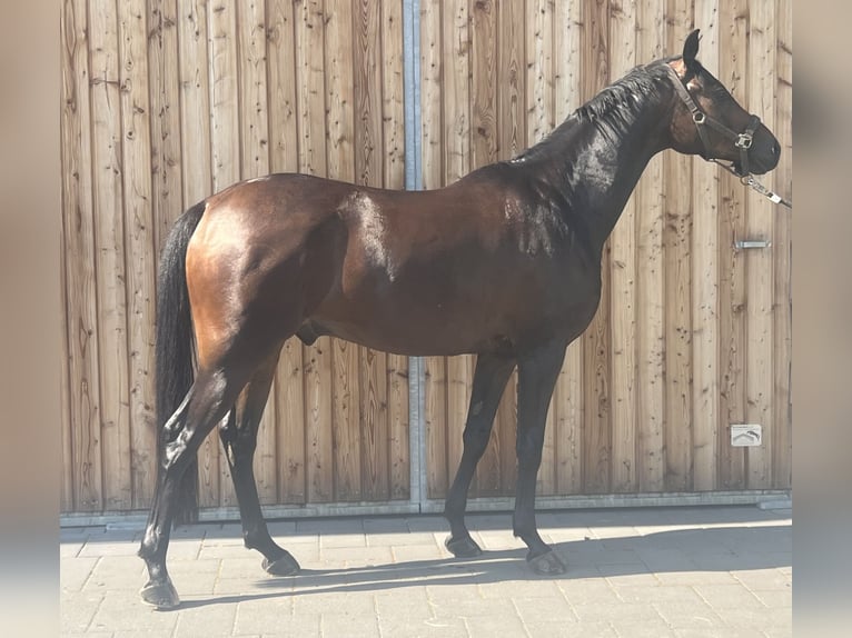 Trakehner Caballo castrado 7 años 165 cm Castaño oscuro in Neitersen