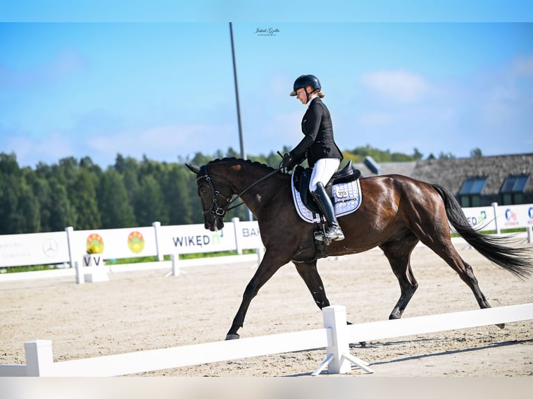 Trakehner Caballo castrado 7 años 166 cm Morcillo in Barłomino
