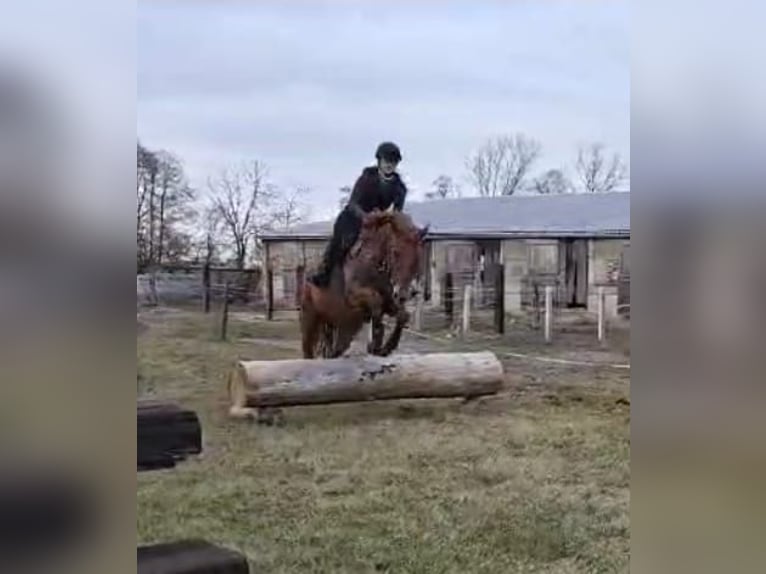 Trakehner Caballo castrado 7 años 168 cm Alazán in Sperenberg