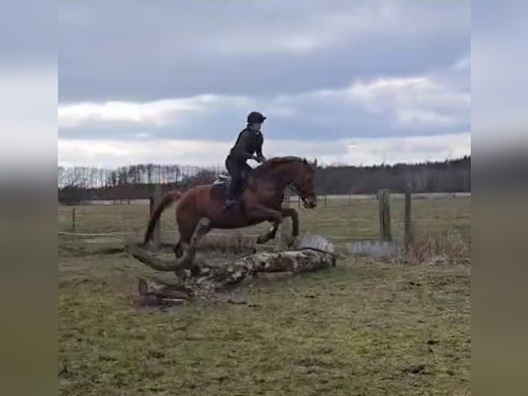 Trakehner Caballo castrado 7 años 168 cm Alazán in Sperenberg