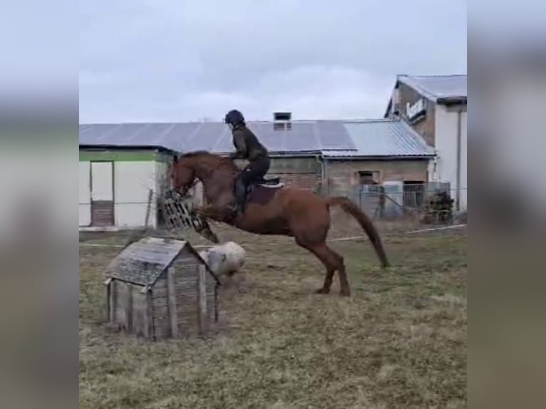 Trakehner Caballo castrado 7 años 168 cm Alazán in Sperenberg