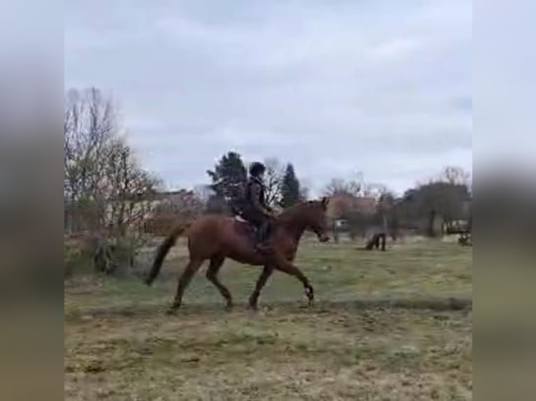 Trakehner Caballo castrado 7 años 168 cm Alazán in Sperenberg