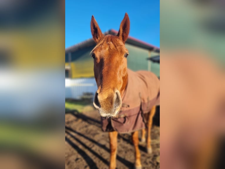 Trakehner Caballo castrado 7 años 168 cm Alazán in Sperenberg