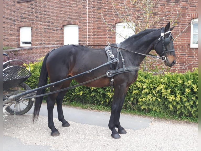 Trakehner Caballo castrado 7 años 168 cm Castaño oscuro in Losheim am See