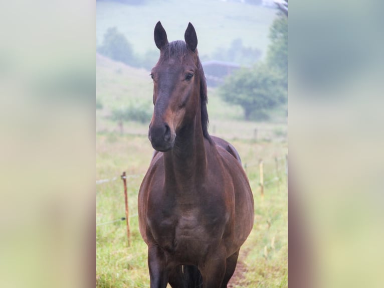 Trakehner Caballo castrado 7 años 168 cm Castaño oscuro in Losheim am See