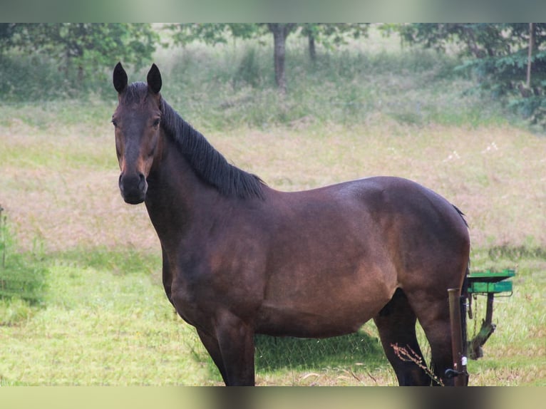 Trakehner Caballo castrado 7 años 168 cm Castaño oscuro in Losheim am See