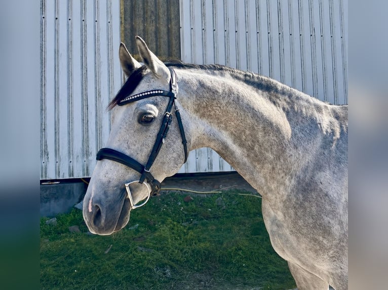 Trakehner Caballo castrado 7 años 168 cm Tordo in Prague