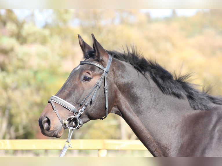 Trakehner Caballo castrado 7 años 172 cm Castaño in Wartenberg