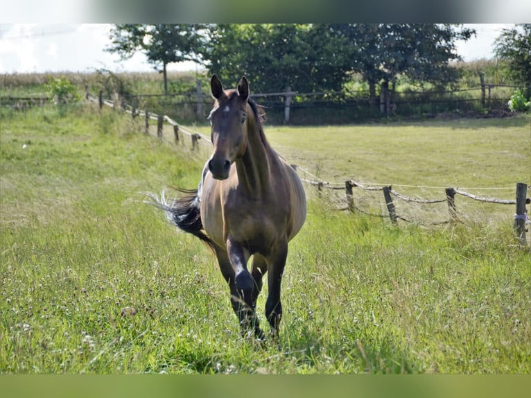 Trakehner Caballo castrado 7 años 172 cm Castaño in Wartenberg