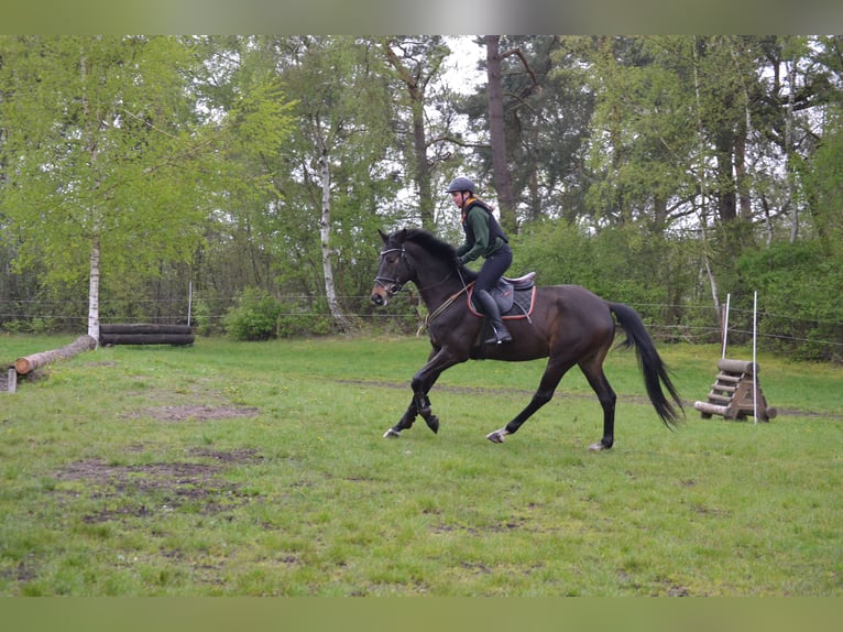 Trakehner Caballo castrado 7 años 172 cm Castaño oscuro in Lüneburg