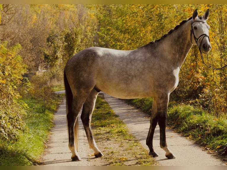 Trakehner Caballo castrado 7 años 173 cm Tordo in Gnadendorf