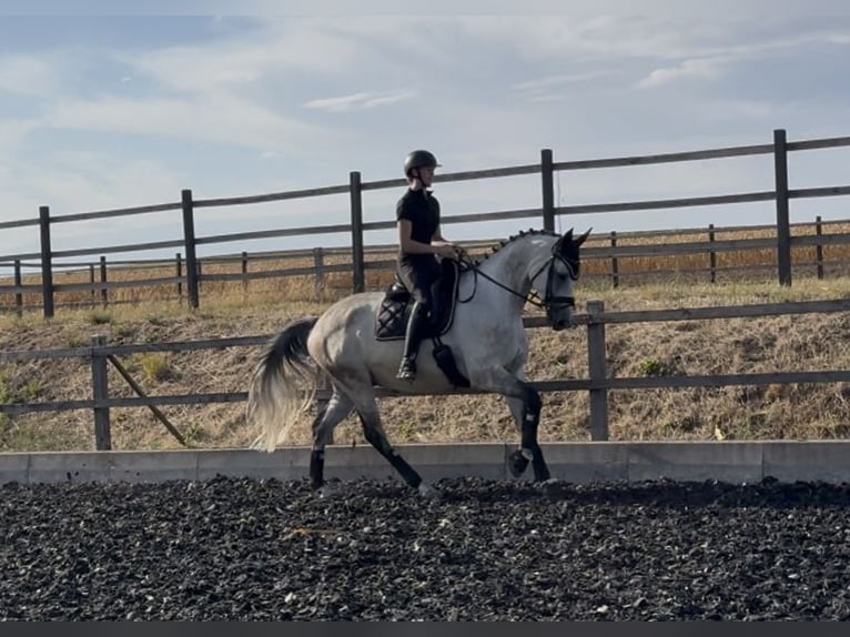 Trakehner Caballo castrado 7 años 173 cm Tordo in Gnadendorf