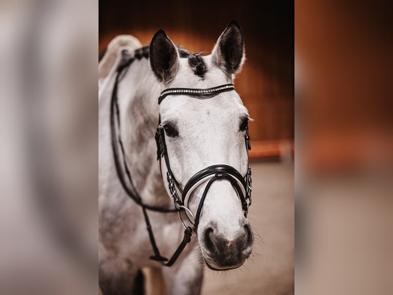Trakehner Caballo castrado 7 años 173 cm Tordo in Gnadendorf