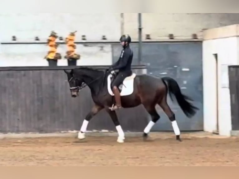 Trakehner Caballo castrado 7 años 174 cm Castaño in Børkop
