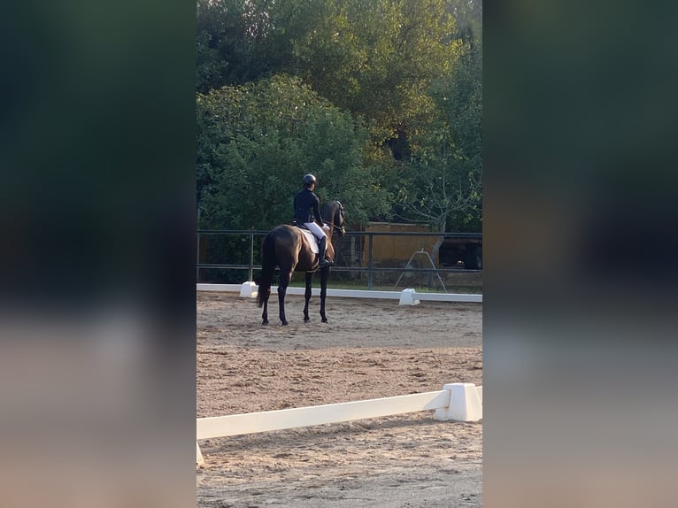 Trakehner Caballo castrado 7 años 174 cm Castaño oscuro in Jerez De La Frontera