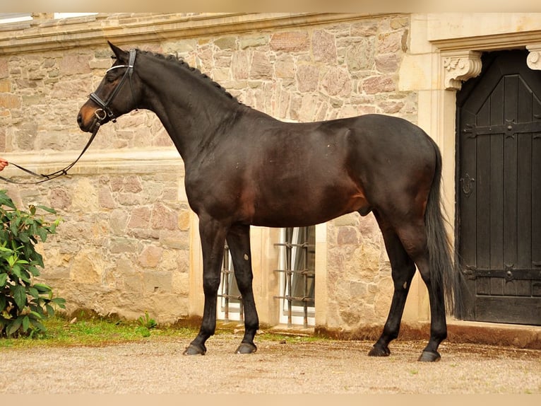 Trakehner Caballo castrado 7 años 174 cm Morcillo in Emmerthal