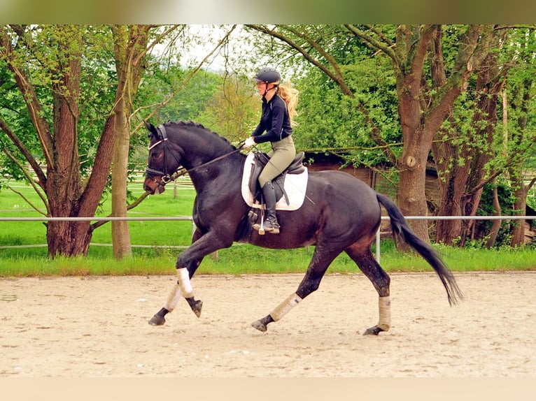 Trakehner Caballo castrado 7 años 174 cm Morcillo in Emmerthal
