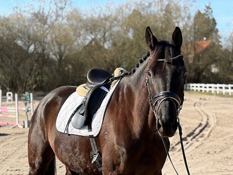 Trakehner Caballo castrado 7 años 174 cm Negro in Verden (Aller)