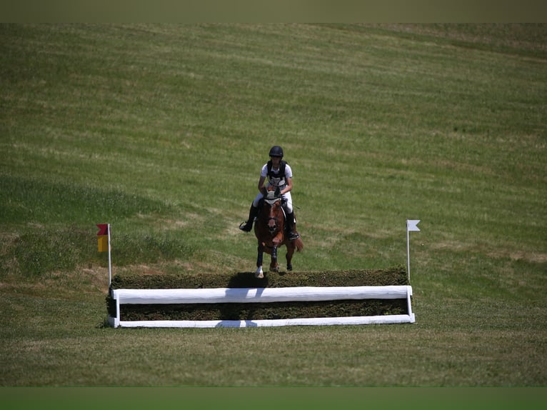 Trakehner Caballo castrado 7 años 175 cm Alazán in Kallham