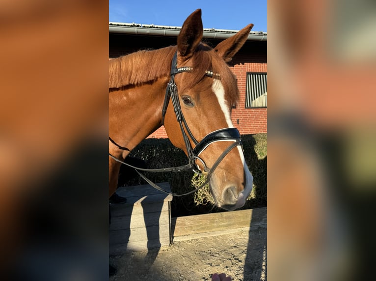 Trakehner Caballo castrado 7 años 176 cm Alazán in Kaarst