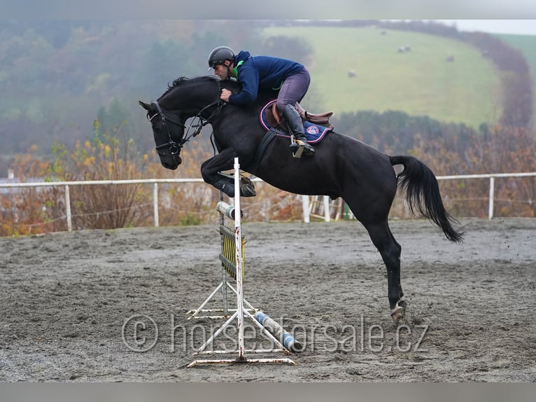 Trakehner Caballo castrado 8 años 163 cm Negro in Region Brno