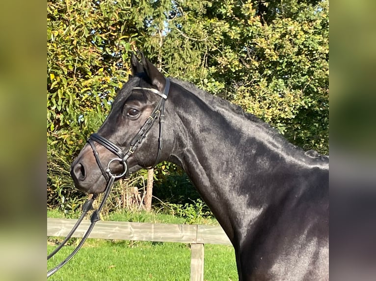 Trakehner Caballo castrado 8 años 164 cm in Dorsten