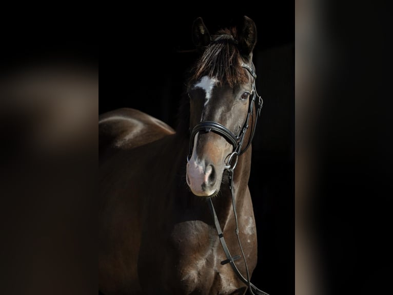 Trakehner Caballo castrado 8 años 164 cm Castaño oscuro in Sperenberg