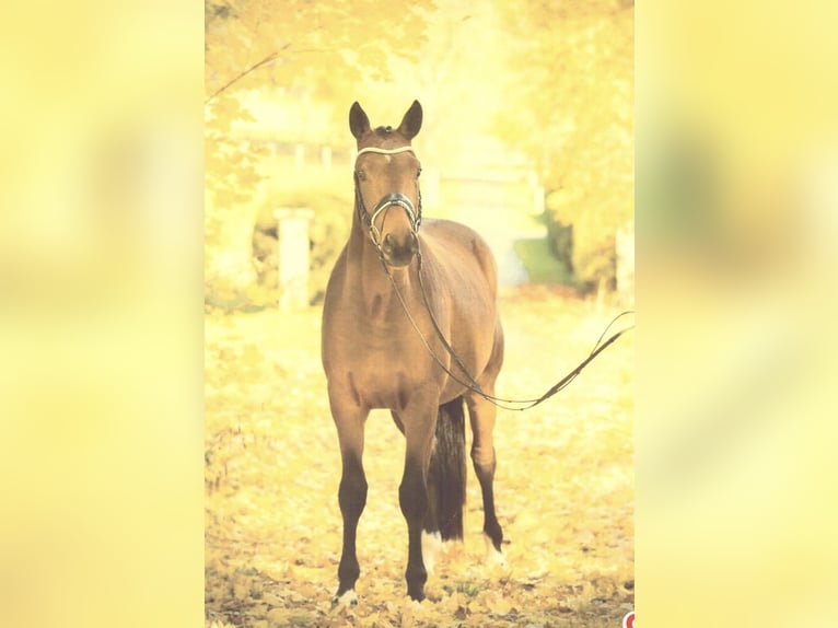 Trakehner Caballo castrado 8 años 165 cm Castaño in Karlsfeld