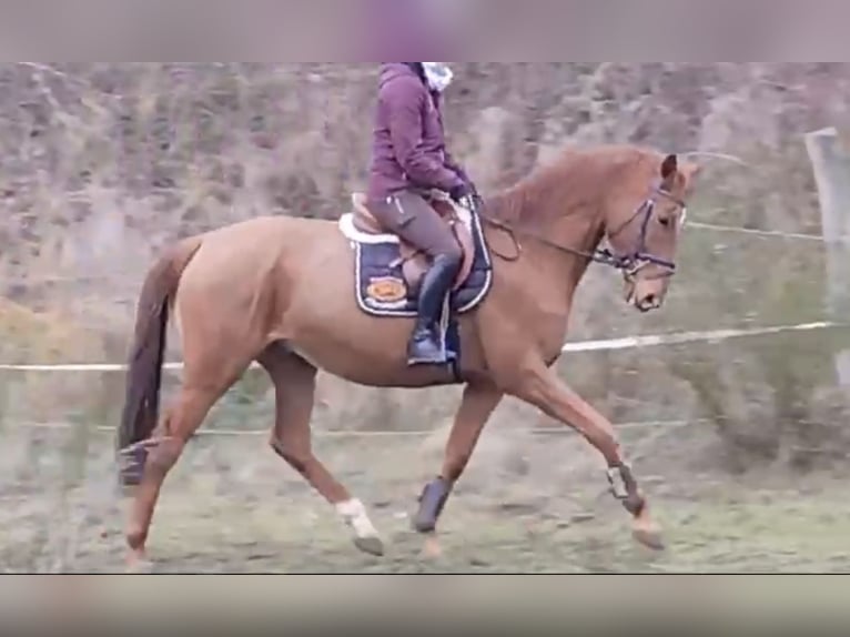 Trakehner Caballo castrado 8 años 167 cm Alazán in Garden