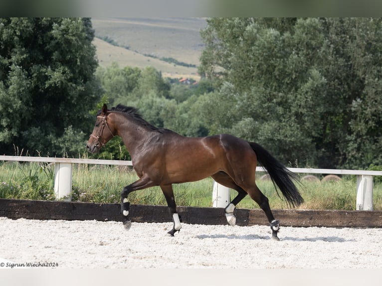 Trakehner Caballo castrado 8 años 167 cm Morcillo in &#1054;&#1087;&#1080;&#1094;&#1074;&#1077;&#1090; / Opicvet