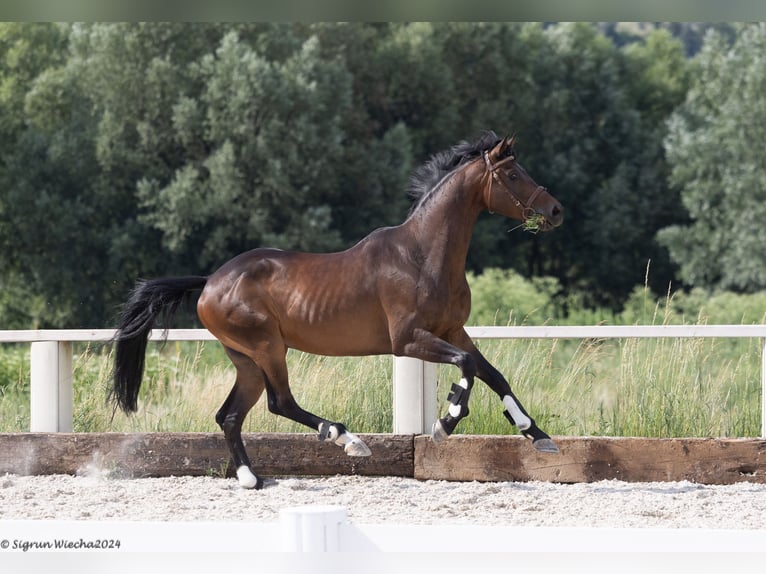 Trakehner Caballo castrado 8 años 167 cm Morcillo in &#1054;&#1087;&#1080;&#1094;&#1074;&#1077;&#1090; / Opicvet