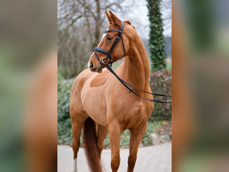 Trakehner Caballo castrado 8 años 168 cm Alazán in Rügge