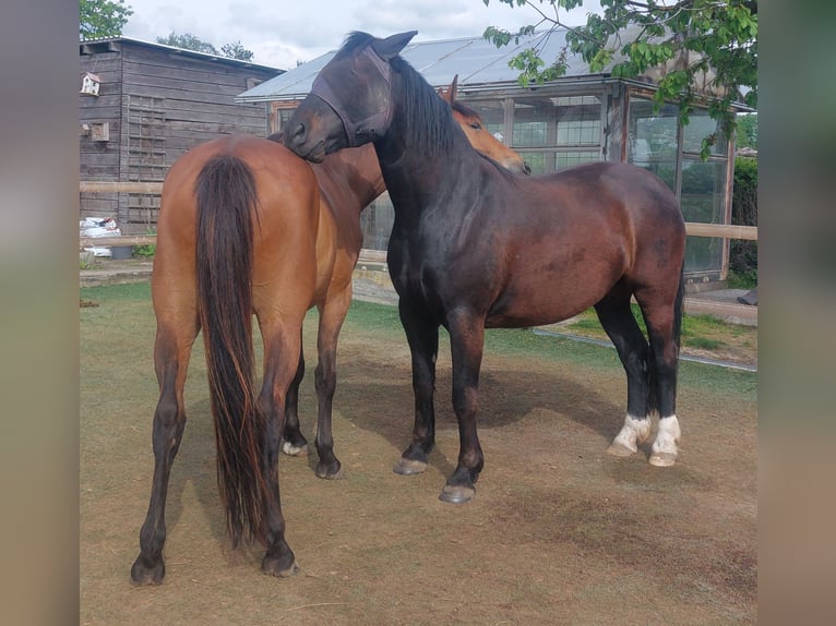 Trakehner Caballo castrado 8 años 168 cm Castaño in Immenhausen