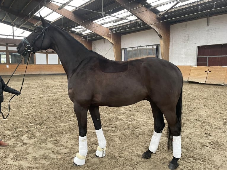 Trakehner Caballo castrado 8 años 168 cm Negro in Lübeck