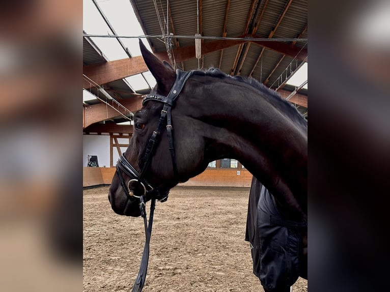 Trakehner Caballo castrado 8 años 168 cm Negro in Lübeck