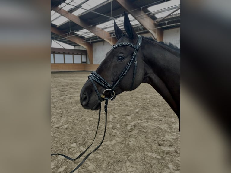 Trakehner Caballo castrado 8 años 168 cm Negro in Lübeck