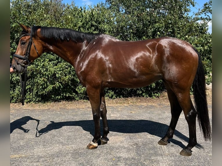 Trakehner Caballo castrado 8 años 170 cm Castaño in Bischofsheim