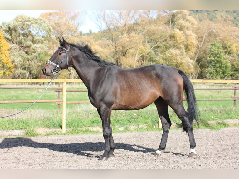 Trakehner Caballo castrado 8 años 172 cm Castaño in Wartenberg