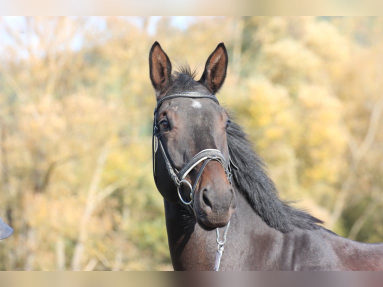 Trakehner Caballo castrado 8 años 172 cm Castaño in Wartenberg