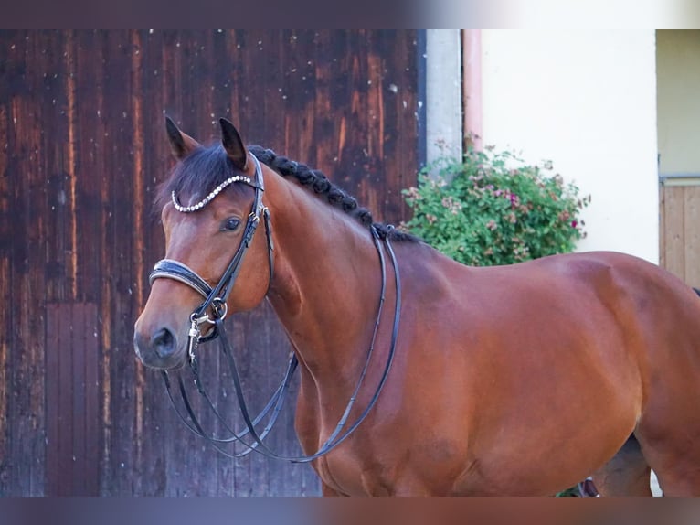 Trakehner Caballo castrado 8 años 172 cm Castaño in Zolling