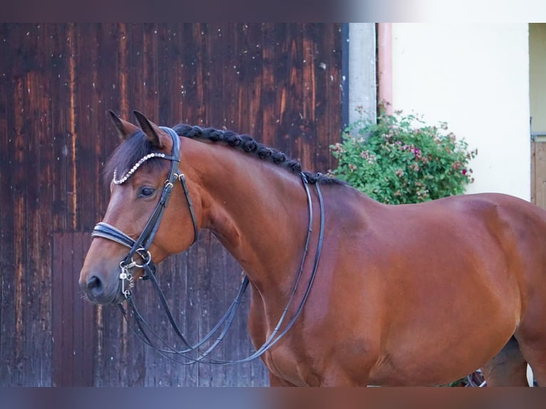 Trakehner Caballo castrado 8 años 172 cm Castaño in Zolling