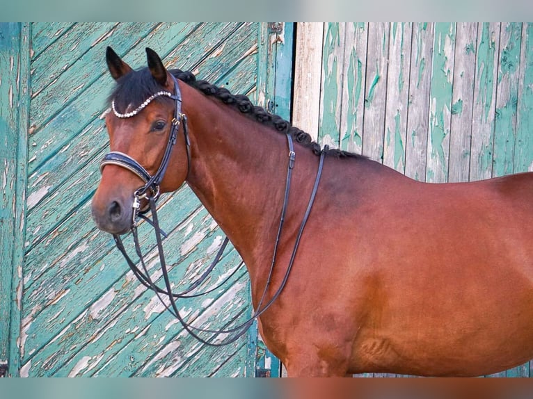 Trakehner Caballo castrado 8 años 172 cm Castaño in Zolling