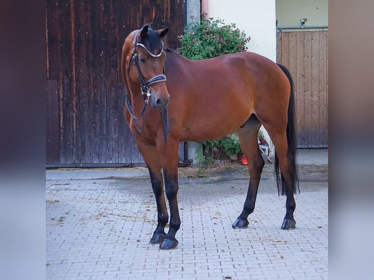 Trakehner Caballo castrado 8 años 172 cm Castaño in Zolling